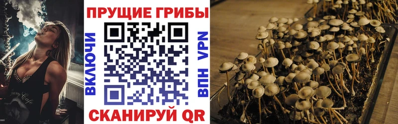 Купить  Билибино  Галлюциногенные грибы Cubensis 
